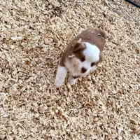 Scooter, a male Miniature Australian Shepherd for sale in Coleman, TX – Photo 7 of 10