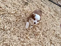 Scooter, a male Miniature Australian Shepherd for sale in Coleman, TX – Photo 7 of 10