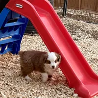 Scooter, a male Miniature Australian Shepherd for sale in Coleman, TX – Photo 3 of 10