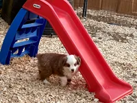 Scooter, a male Miniature Australian Shepherd for sale in Coleman, TX – Photo 3 of 10