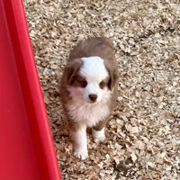 Scooter, a male Miniature Australian Shepherd for sale in Coleman, TX – Photo 9 of 10