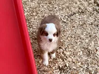 Scooter, a male Miniature Australian Shepherd for sale in Coleman, TX – Photo 9 of 10
