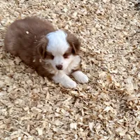 Scooter, a male Miniature Australian Shepherd for sale in Coleman, TX – Photo 2 of 10
