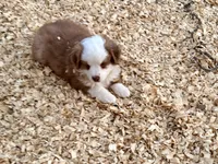 Scooter, a male Miniature Australian Shepherd for sale in Coleman, TX – Photo 2 of 10