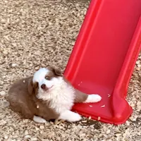 Scooter, a male Miniature Australian Shepherd for sale in Coleman, TX – Photo 4 of 10