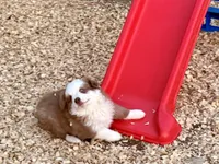 Scooter, a male Miniature Australian Shepherd for sale in Coleman, TX – Photo 4 of 10