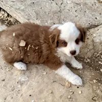 Scooter, a male Miniature Australian Shepherd for sale in Coleman, TX – Photo 8 of 10