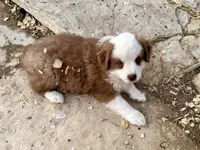 Scooter, a male Miniature Australian Shepherd for sale in Coleman, TX – Photo 8 of 10