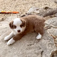 Scooter, a male Miniature Australian Shepherd for sale in Coleman, TX – Photo 6 of 10