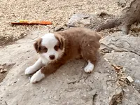 Scooter, a male Miniature Australian Shepherd for sale in Coleman, TX – Photo 6 of 10