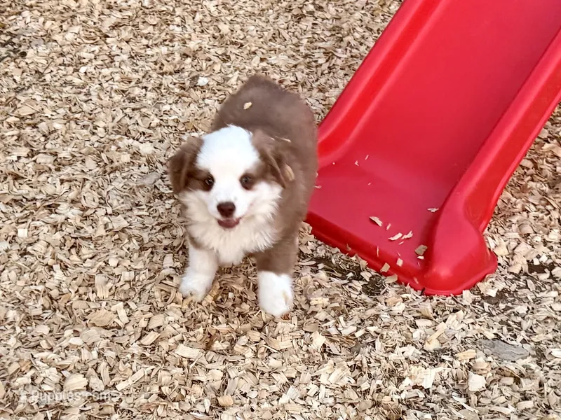 Scooter, a male Miniature Australian Shepherd for sale in Coleman, TX – Photo 1 of 10
