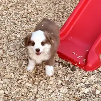 Scooter, a male Miniature Australian Shepherd for sale in Coleman, TX – Photo 1 of 10