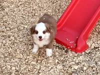 Scooter, a male Miniature Australian Shepherd for sale in Coleman, TX – Photo 1 of 10