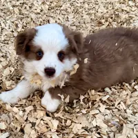Scooter, a male Miniature Australian Shepherd for sale in Coleman, TX – Photo 5 of 10