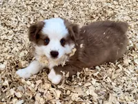 Scooter, a male Miniature Australian Shepherd for sale in Coleman, TX – Photo 5 of 10
