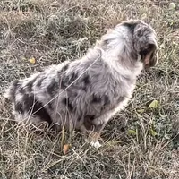 Drago, a male Australian Shepherd for sale in Coleman, TX – Photo 5 of 10