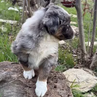 Drago, a male Australian Shepherd for sale in Coleman, TX – Photo 10 of 10