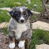 Drago, a male Australian Shepherd for sale in Coleman, TX – Photo 8 of 10