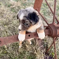 Drago, a male Australian Shepherd for sale in Coleman, TX – Photo 7 of 10