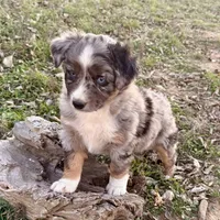 Drago, a male Australian Shepherd for sale in Coleman, TX – Photo 2 of 10