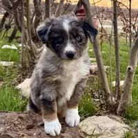 Drago, a male Australian Shepherd for sale in Coleman, TX – Photo 1 of 10