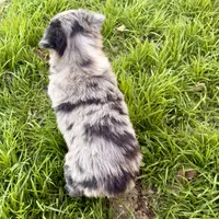 Drago, a male Australian Shepherd for sale in Coleman, TX – Photo 4 of 10