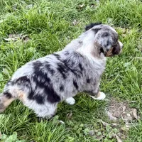 Drago, a male Australian Shepherd for sale in Coleman, TX – Photo 3 of 10
