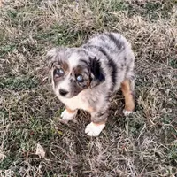 Drago, a male Australian Shepherd for sale in Coleman, TX – Photo 6 of 10