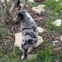 Drago, a male Australian Shepherd for sale in Coleman, TX – Photo 9 of 10