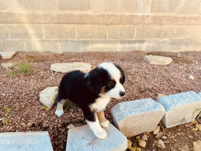 Zuri – Miniature Australian Shepherd puppy for sale in Coleman, TX