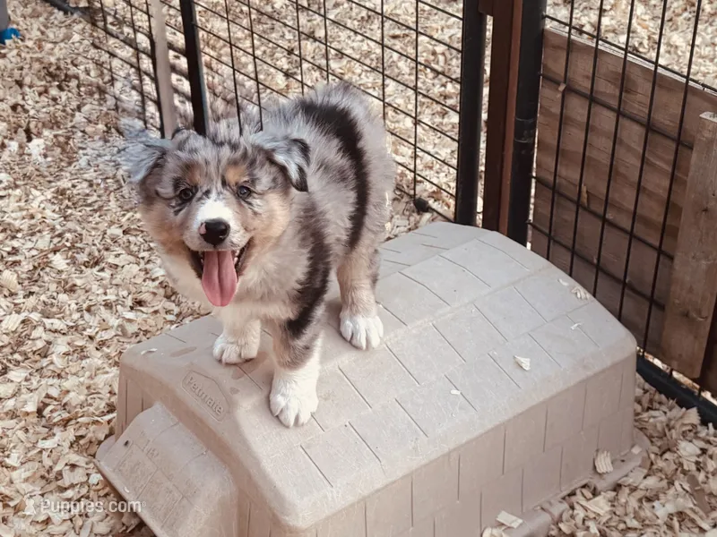 Beau – Australian Shepherd puppy for sale in Coleman, TX