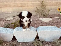 Pinky, a female Miniature Australian Shepherd for sale in Coleman, TX – 3 of 10