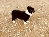 Demi, a female Australian Shepherd for sale in Coleman, TX – 3 of 10