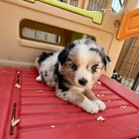Killy, a female Miniature Australian Shepherd for sale in Coleman, TX – Photo 7 of 10