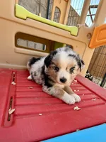 Killy, a female Miniature Australian Shepherd for sale in Coleman, TX – Photo 7 of 10
