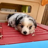 Killy, a female Miniature Australian Shepherd for sale in Coleman, TX – Photo 2 of 10