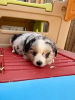 Killy, a female Miniature Australian Shepherd for sale in Coleman, TX – Photo 2 of 10
