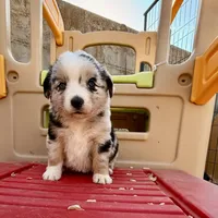 Killy, a female Miniature Australian Shepherd for sale in Coleman, TX – Photo 5 of 10
