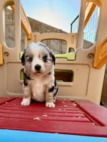 Killy, a female Miniature Australian Shepherd for sale in Coleman, TX – Photo 5 of 10