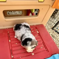 Killy, a female Miniature Australian Shepherd for sale in Coleman, TX – Photo 8 of 10