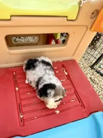 Killy, a female Miniature Australian Shepherd for sale in Coleman, TX – Photo 8 of 10