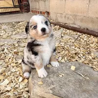 Killy, a female Miniature Australian Shepherd for sale in Coleman, TX – Photo 10 of 10