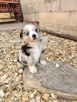 Killy, a female Miniature Australian Shepherd for sale in Coleman, TX – Photo 10 of 10