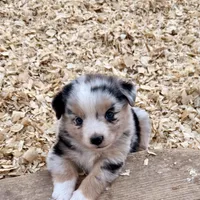 Killy, a female Miniature Australian Shepherd for sale in Coleman, TX – Photo 9 of 10