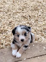 Killy, a female Miniature Australian Shepherd for sale in Coleman, TX – Photo 9 of 10