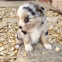 Killy, a female Miniature Australian Shepherd for sale in Coleman, TX – Photo 6 of 10