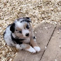 Killy, a female Miniature Australian Shepherd for sale in Coleman, TX – Photo 3 of 10