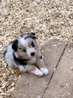 Killy, a female Miniature Australian Shepherd for sale in Coleman, TX – Photo 3 of 10