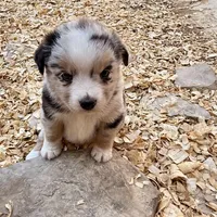 Killy, a female Miniature Australian Shepherd for sale in Coleman, TX – Photo 4 of 10