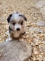 Killy, a female Miniature Australian Shepherd for sale in Coleman, TX – Photo 4 of 10